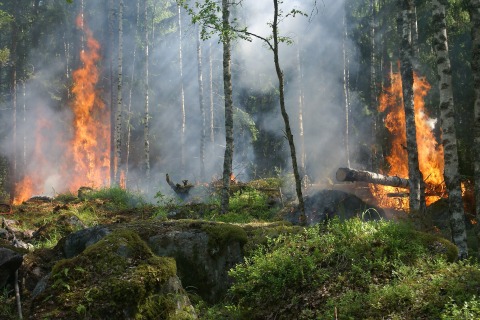 wildfire
